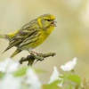 Zvonohlik zahradni - Serinus serinus - European Serin 2005